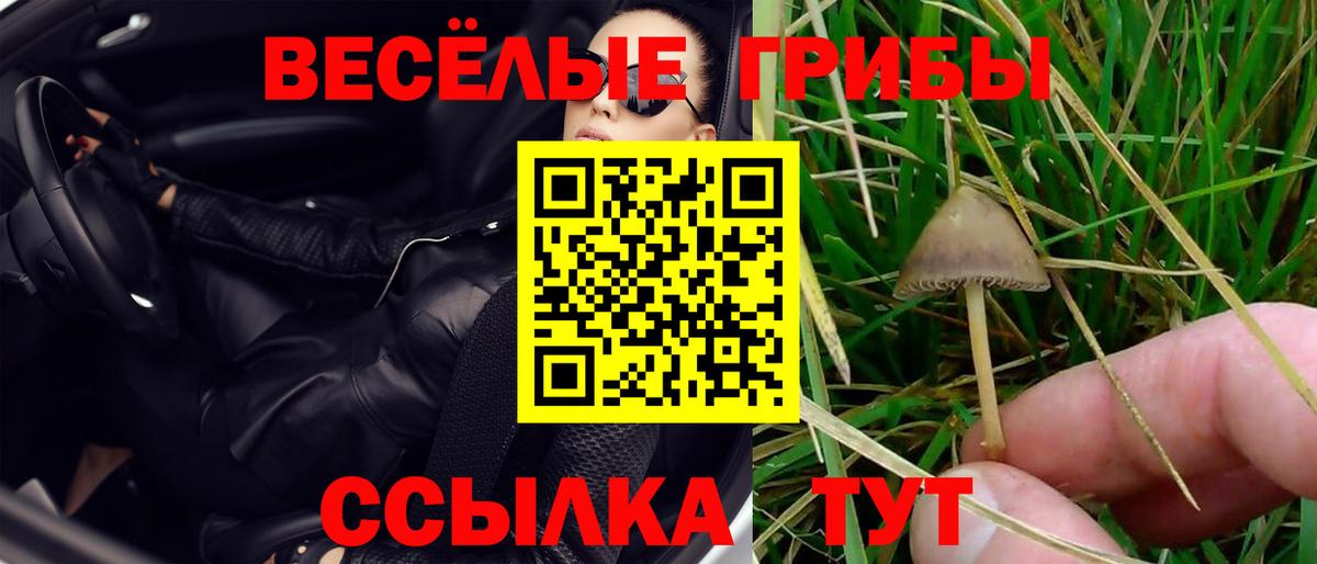 Галлюциногенные грибы Psilocybine cubensis Алатырь
